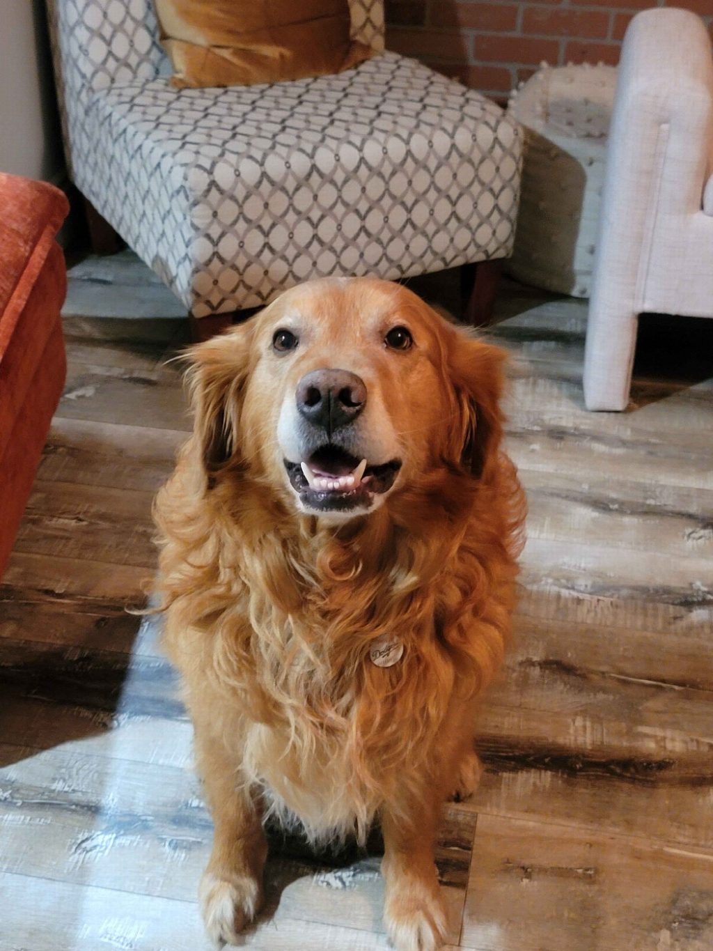 Buddy, my dog, fluffy and golden, sitting on a wood floor and looking up at the camera with a wide open grin